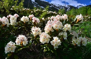 IMG_20260630_100136_859.jpg