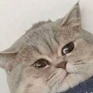 ilya