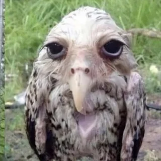 Тихон Марихин